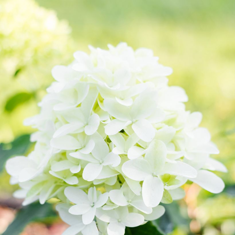 Rispenhortensie Skyfall - Hydrangea paniculata (Flowering)