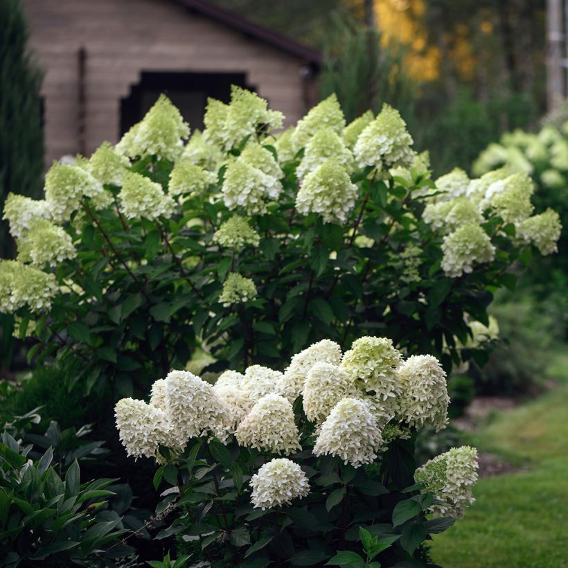 Rispenhortensie Skyfall - Hydrangea paniculata (Plant habit)