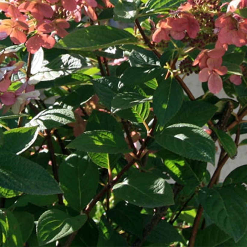 Rispenhortensie Sparkling - Hydrangea paniculata (Laub)