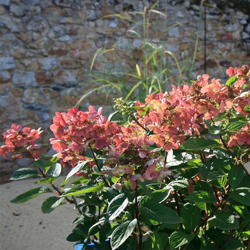 Rispenhortensie Sparkling - Hydrangea paniculata (Wuchs)