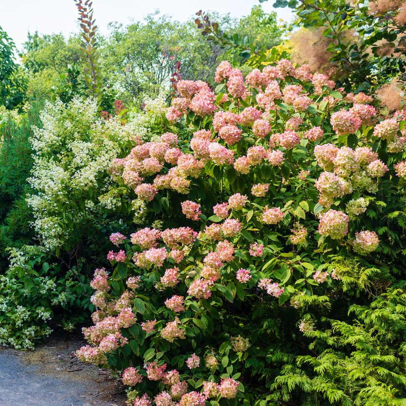 Rispenhortensie Sundae Fraise - Hydrangea paniculata (Wuchs)