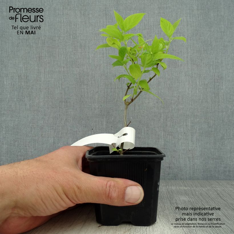 Example of Rispenhortensie Sunlight - Hydrangea paniculata Kleine Töpfe von 8/9 cm as you get in printemps