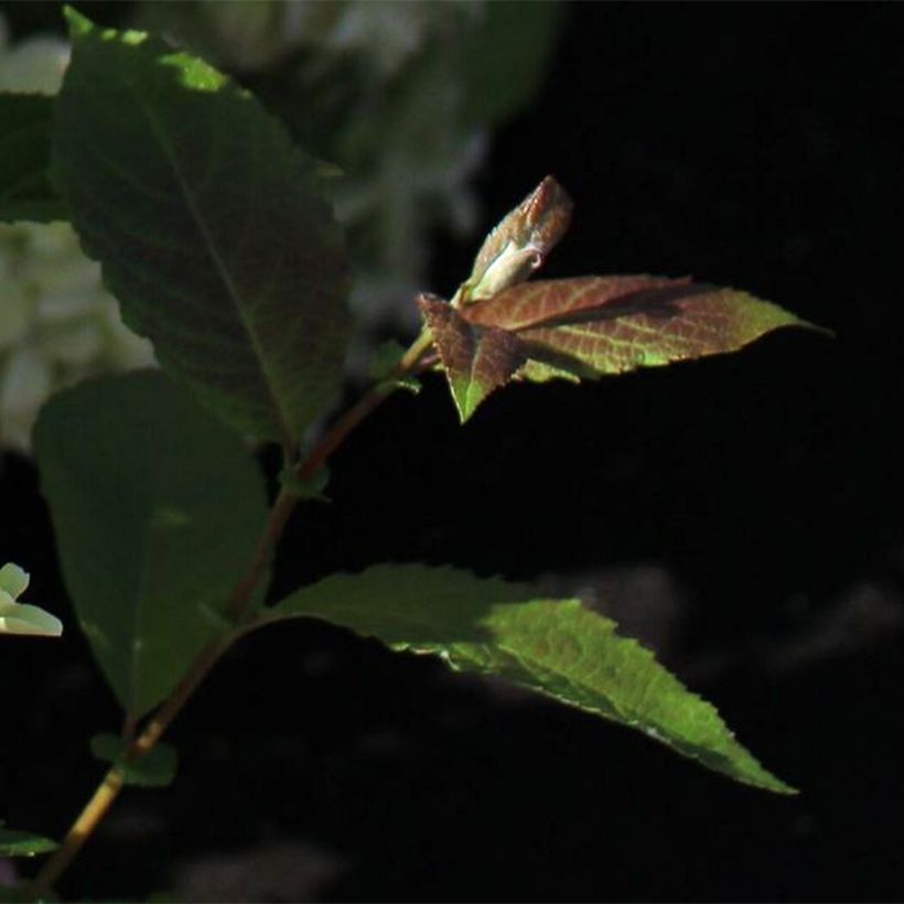 Rispenhortensie White Light - Hydrangea paniculata (Foliage)