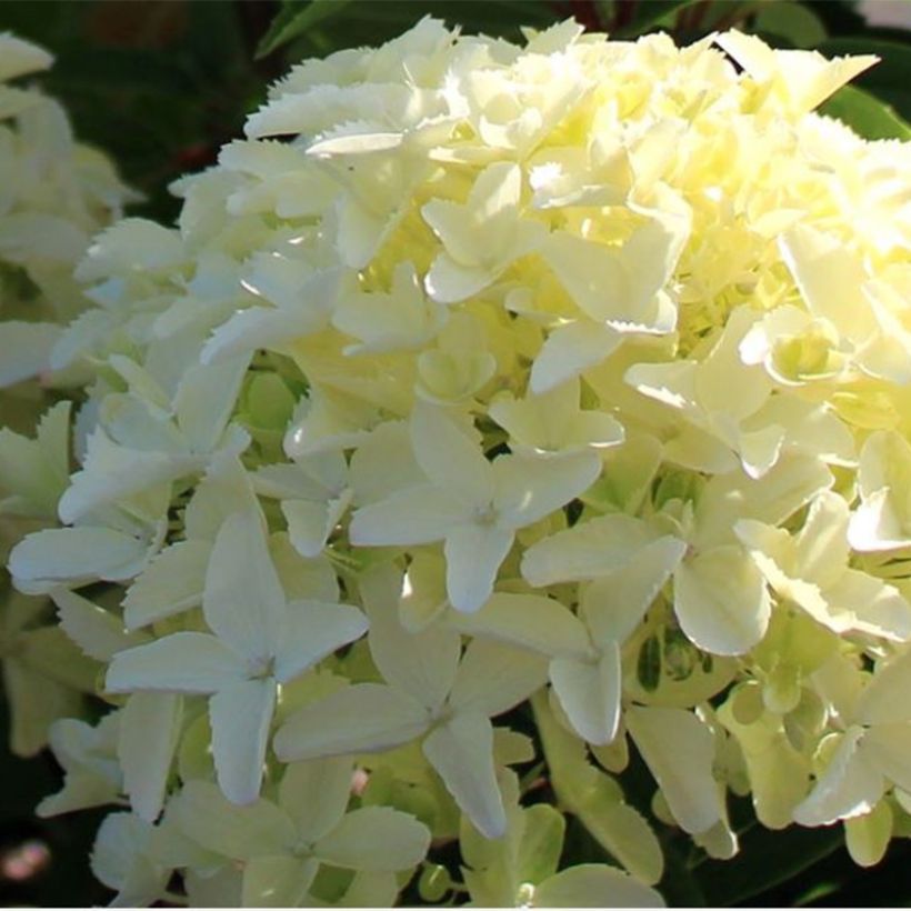 Rispenhortensie White Light - Hydrangea paniculata (Flowering)