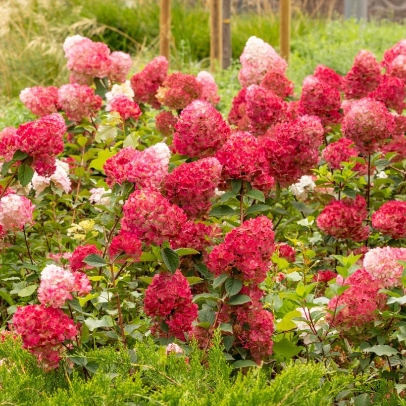 Rispenhortensie Wim's red - Hydrangea paniculata (Wuchs)
