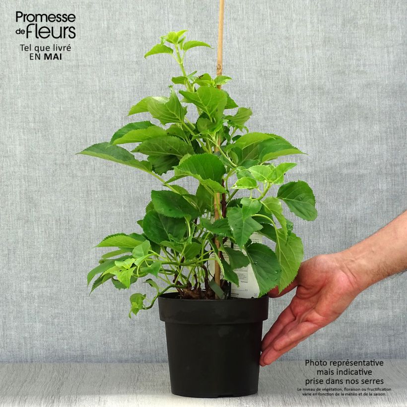 Example of Hydrangea anomala sp petiolaris Flying Saucer - Kletter-Hortensie Topf mit 2L/3L as you get in printemps