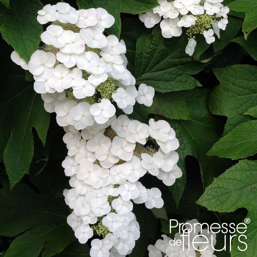 Eichenblatt-Hortensie Alice - Hydrangea quercifolia (Flowering)