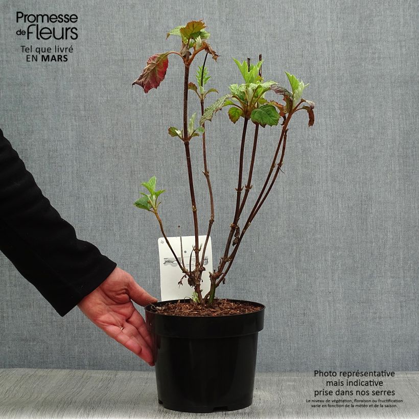 Example of Eichenblatt-Hortensie Burgundy - Hydrangea quercifolia Topf mit 2L/3L as you get in printemps