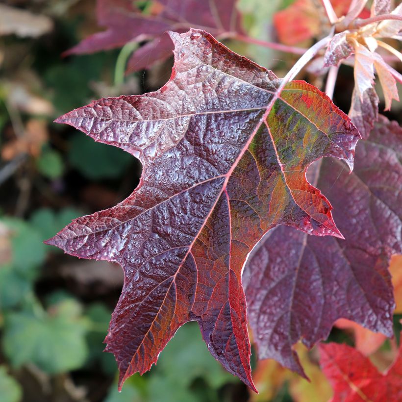 Eichenblatt-Hortensie Burgundy - Hydrangea quercifolia (Foliage)