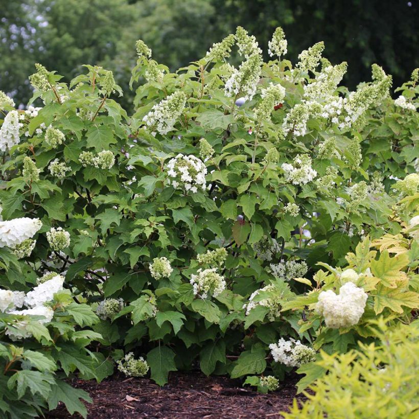 Eichenblatt-Hortensie Gatsby Star - Hydrangea quercifolia (Plant habit)