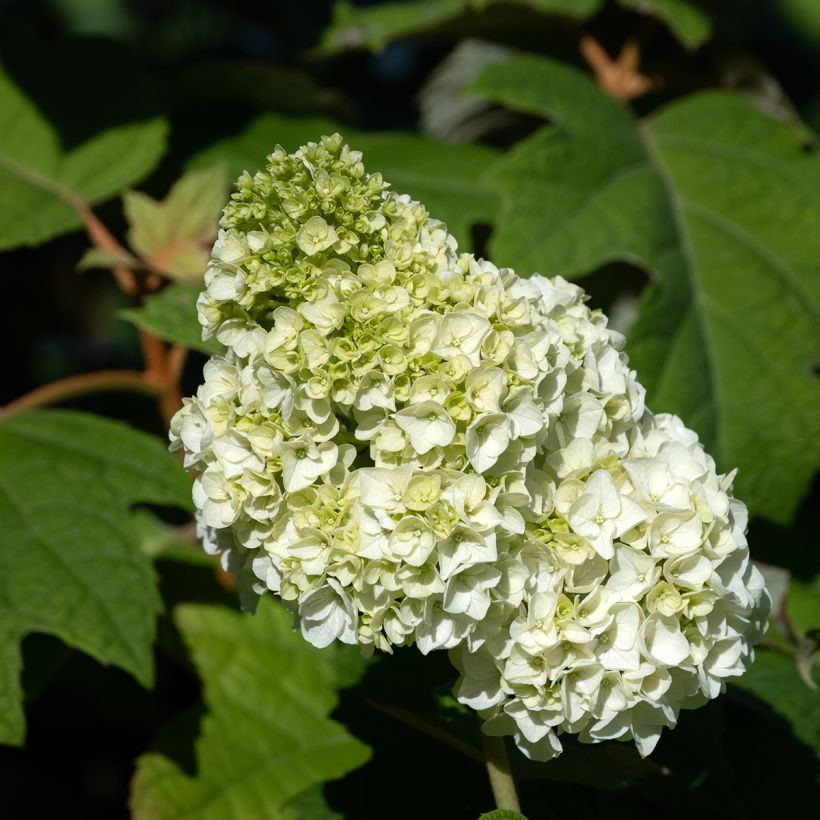 Eichenblatt-Hortensie Harmony - Hydrangea quercifolia (Blüte)