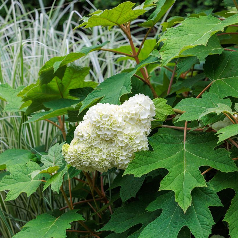 Eichenblatt-Hortensie Harmony - Hydrangea quercifolia (Wuchs)