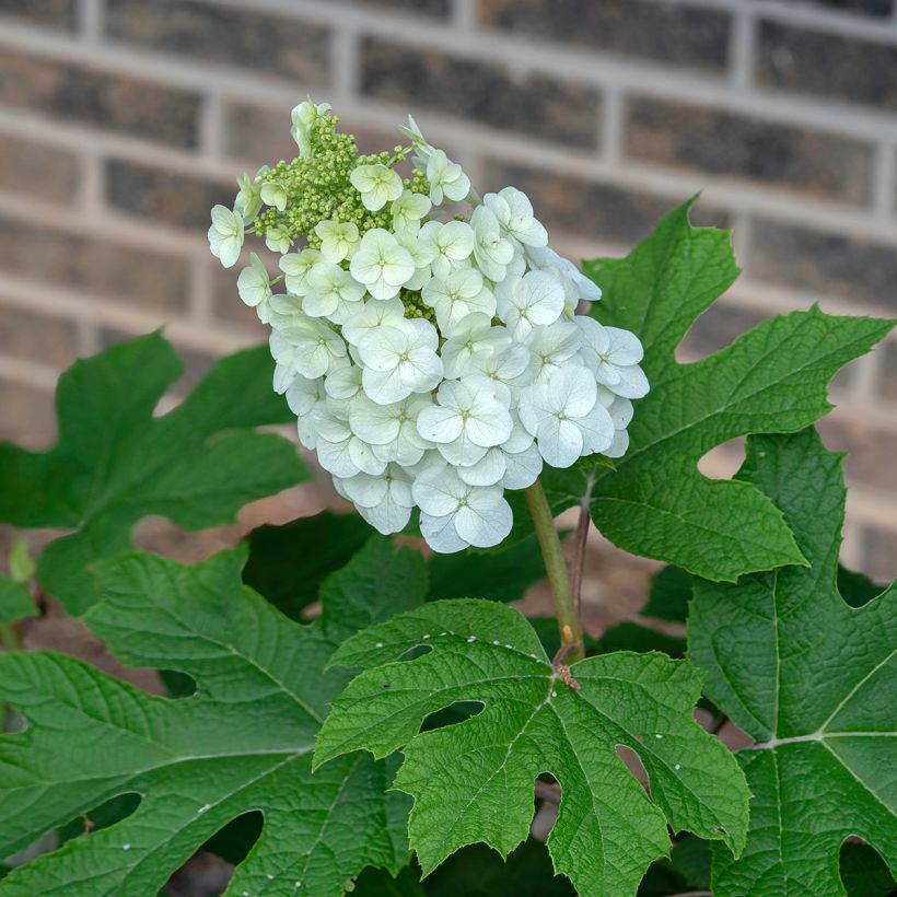 Eichenblatt-Hortensie Jetstream - Hydrangea quercifolia (Blüte)