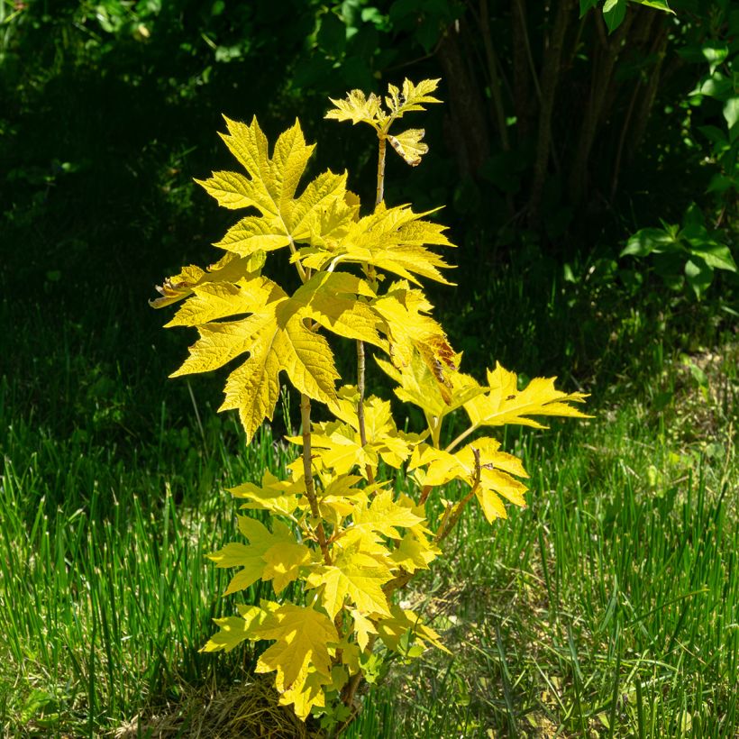 Eichenblatt-Hortensie Little Honey - Hydrangea quercifolia (Plant habit)