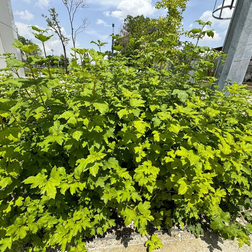 Eichenblatt-Hortensie Ruby Slippers - Hydrangea quercifolia (Wuchs)