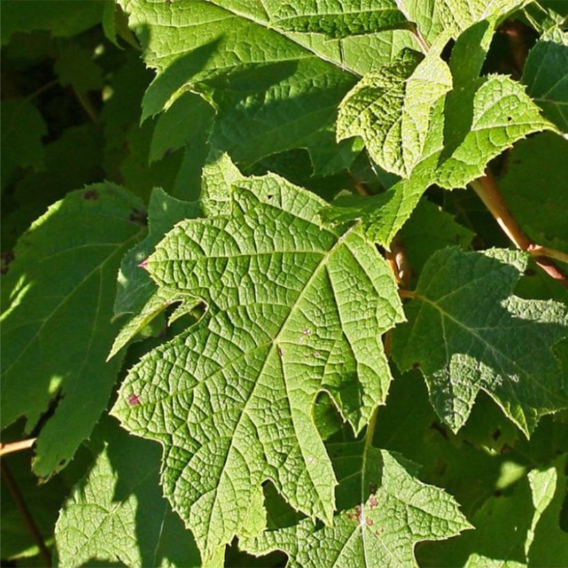 Eichenblatt-Hortensie Sike's Dwarf - Hydrangea quercifolia (Foliage)
