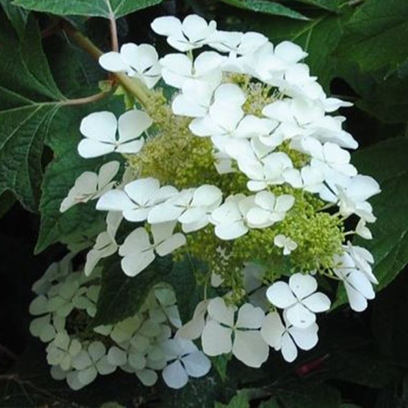 Eichenblatt-Hortensie Sike's Dwarf - Hydrangea quercifolia (Flowering)