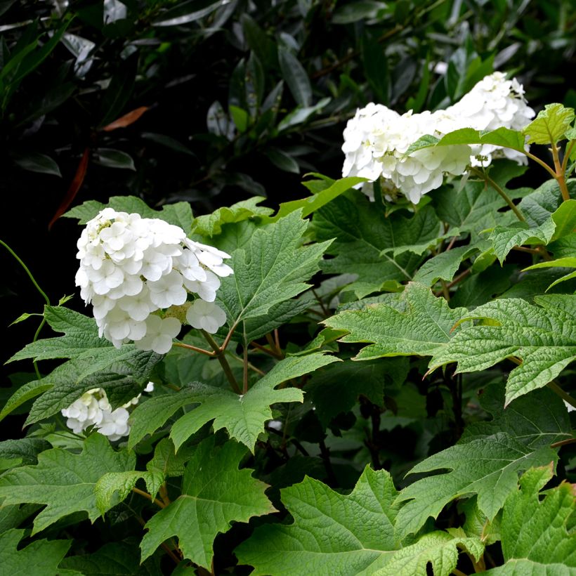 Eichenblatt-Hortensie Snow Queen - Hydrangea quercifolia (Blüte)
