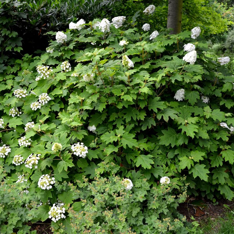 Eichenblatt-Hortensie Snow Queen - Hydrangea quercifolia (Wuchs)
