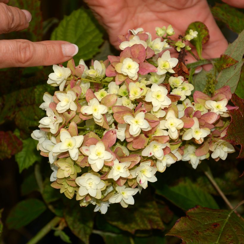Eichenblatt-Hortensie Snowflake - Hydrangea quercifolia (Blüte)