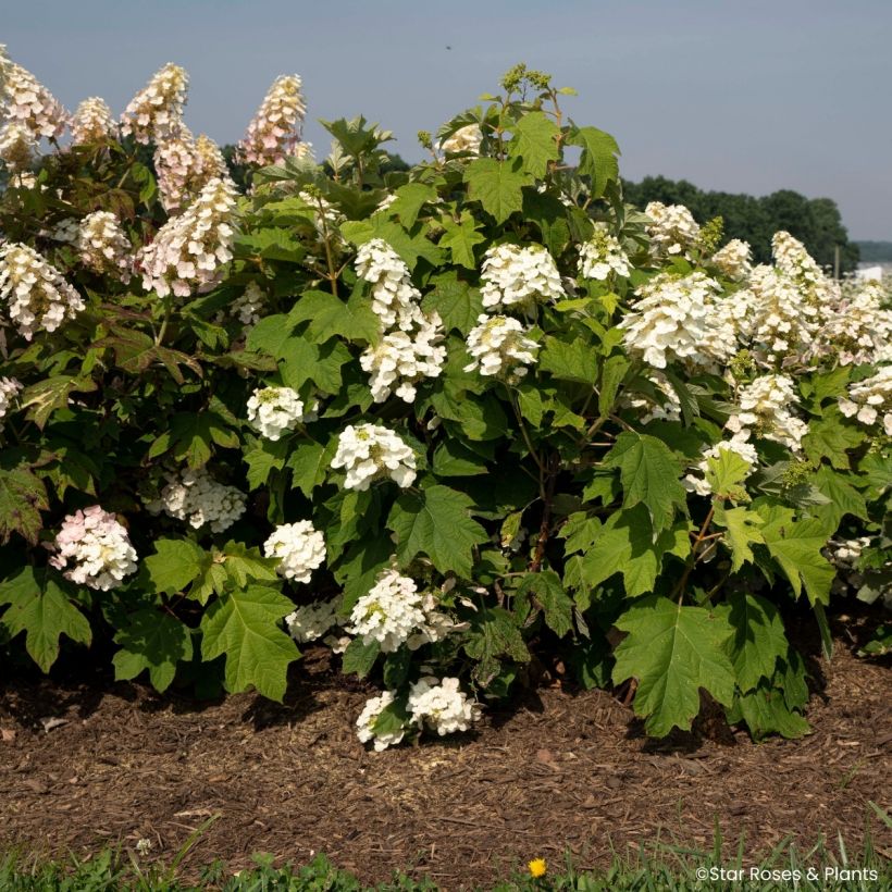 Hydrangea quercifolia Yeti - Hortensia à feuilles de chêne (Wuchs)