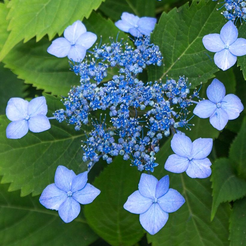 Hydrangea serrata Annie's Blue - Tellerhortensie (Flowering)