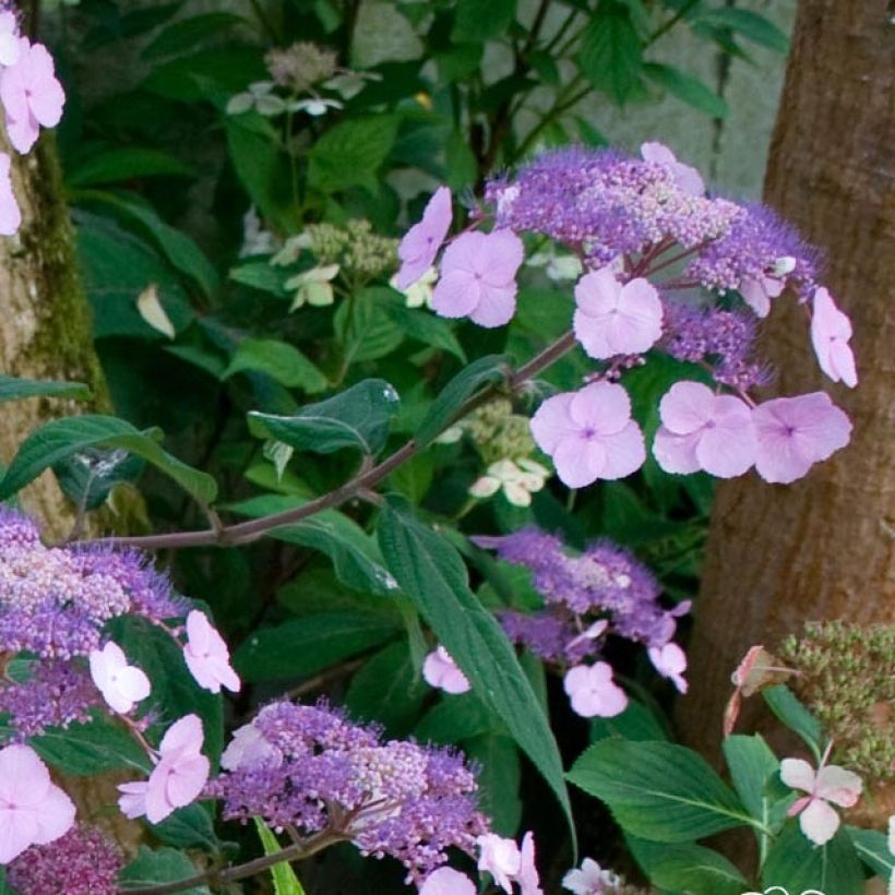 Hydrangea serrata Oamacha - Tellerhortensie (Flowering)