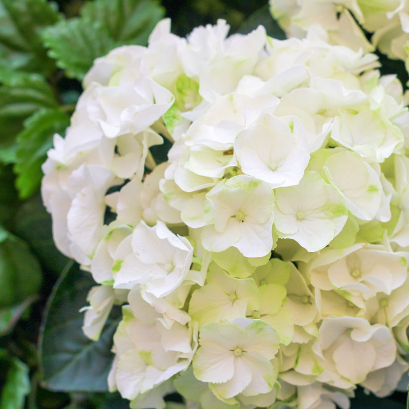 Hydrangea macrophylla Bright White - Bauernhortensie (Flowering)