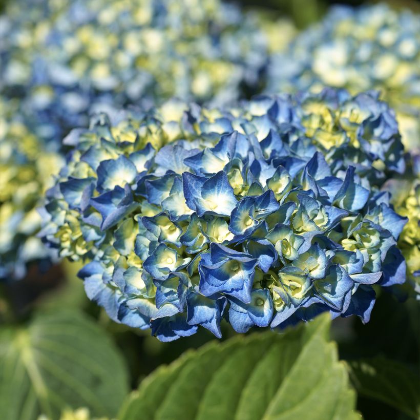 Hydrangea macrophylla Renate Steiniger - Bauernhortensie (Blüte)