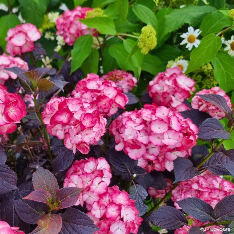 Hydrangea macrophylla x serrata Black Velvet Darbi - Bauernhortensie (Wuchs)