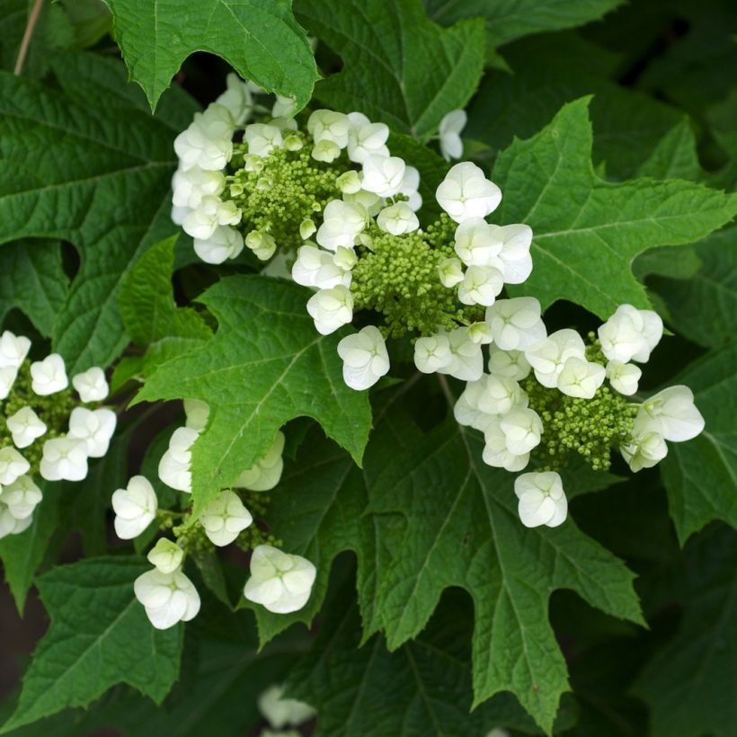 Eichenblatt-Hortensie Bultinks Giant Flowers - Hydrangea quercifolia (Foliage)