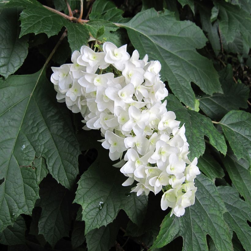 Eichenblatt-Hortensie Bultinks Giant Flowers - Hydrangea quercifolia (Flowering)