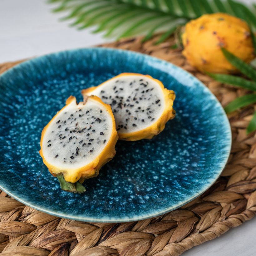 Hylocereus megalanthus - Gelbe Pitahaya (Ernte)