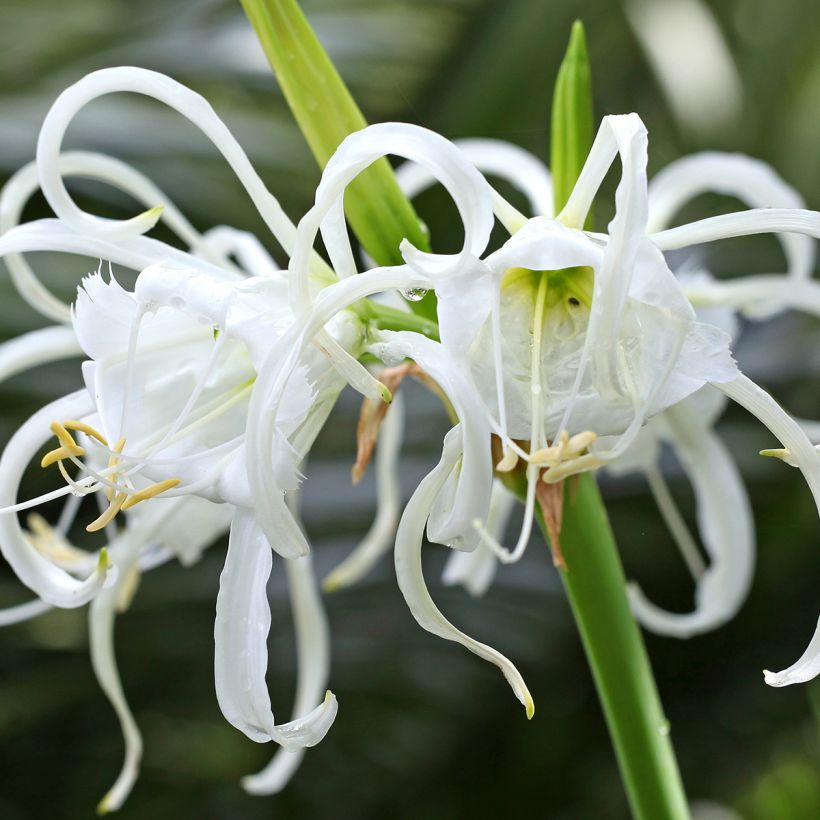 Hymenocallis festalis Zwanenburg - Schönhäutchen (Blüte)
