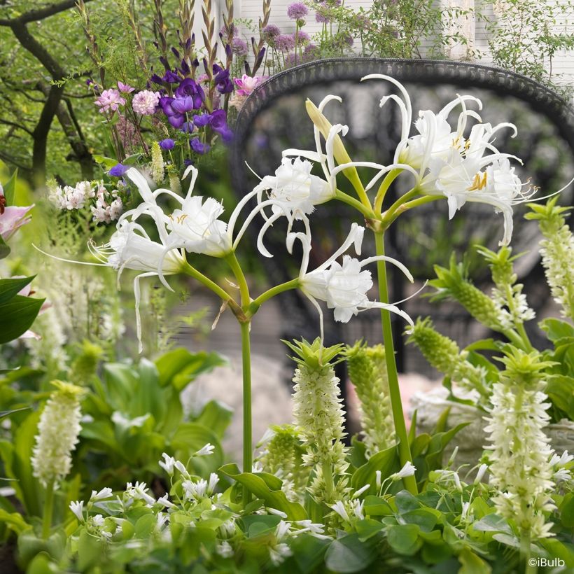 Hymenocallis festalis Zwanenburg - Schönhäutchen (Wuchs)