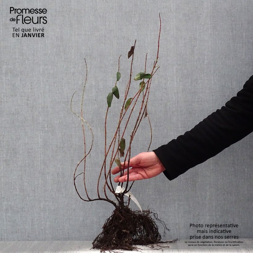 Exemplar von Hypericum Hidcote - Großblumiges Johanniskraut Wurzelnackt wie im Winter geliefert