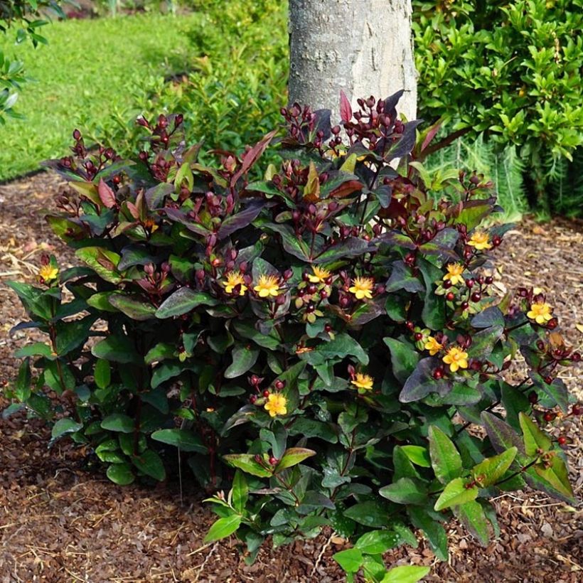 Hypericum MIRACLE Night - Johanniskraut (Wuchs)