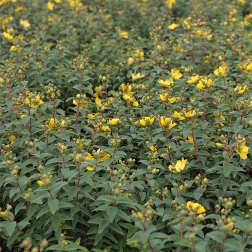 Hypericum Hidcote - Großblumiges Johanniskraut (Laub)