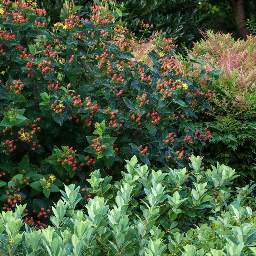 Hypericum Magical Red Flame - Johanniskraut (Wuchs)