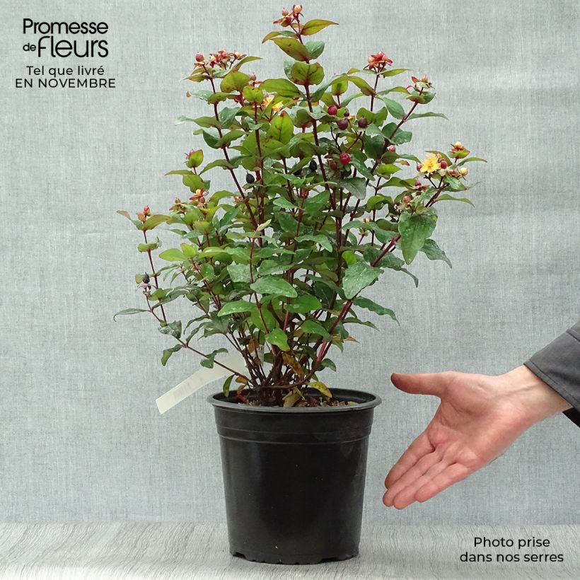 Exemplar von Hypericum Magical Universe - Johanniskraut Topf mit 4L/5L wie im Herbst geliefert