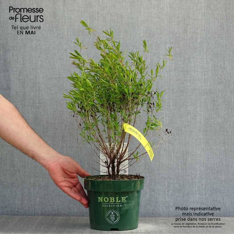 Example of Hypericum kalmianum Blue Velvet - Johanniskraut Topf mit 2L/3L as you get in printemps