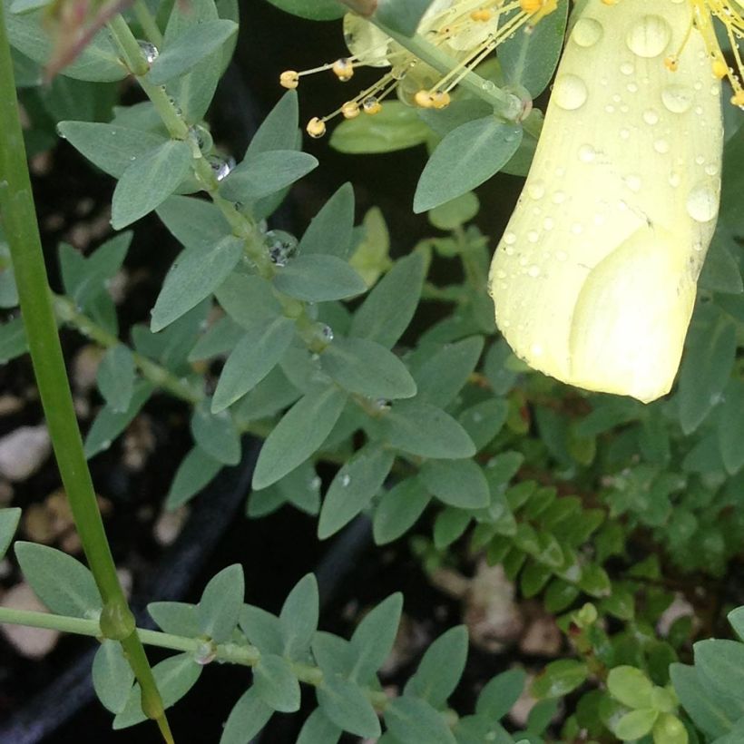 Hypericum olympicum Citrinum - Johanniskraut (Foliage)