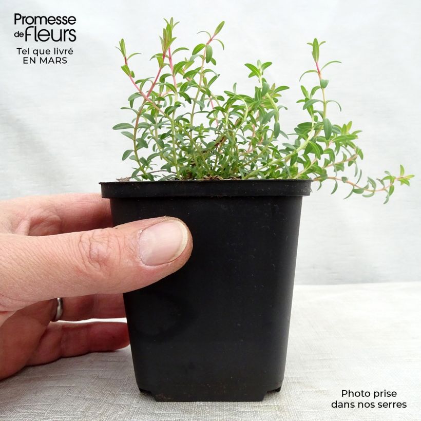 Example of Hypericum olympicum Citrinum - Johanniskraut Kleine Töpfe von 8/9 cm as you get in printemps