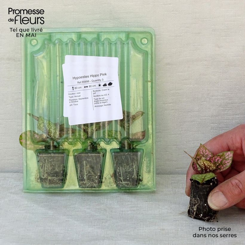 Example of Hypoestes phyllostachya Hippo Pink Mini-Plug Ø 3/4 cm as you get in printemps