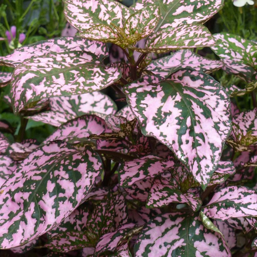 Hypoestes phyllostachya Hippo Pink (Foliage)