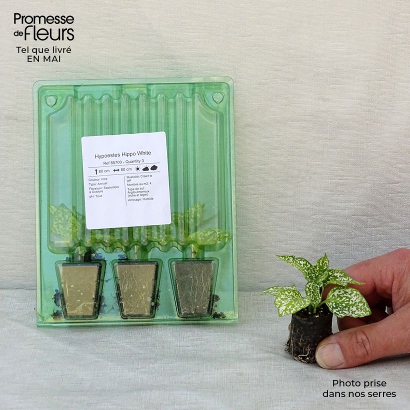 Example of Hypoestes phyllostachya Hippo White Mini-Plug Ø 3/4 cm as you get in printemps