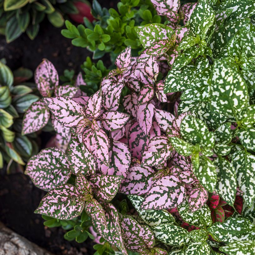 Hypoestes phyllostachya Pink - Hüllenklaue (Wuchs)