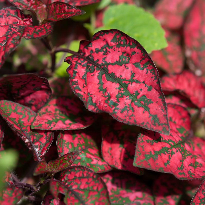 Hypoestes phyllostachya Red - Hüllenklaue (Foliage)