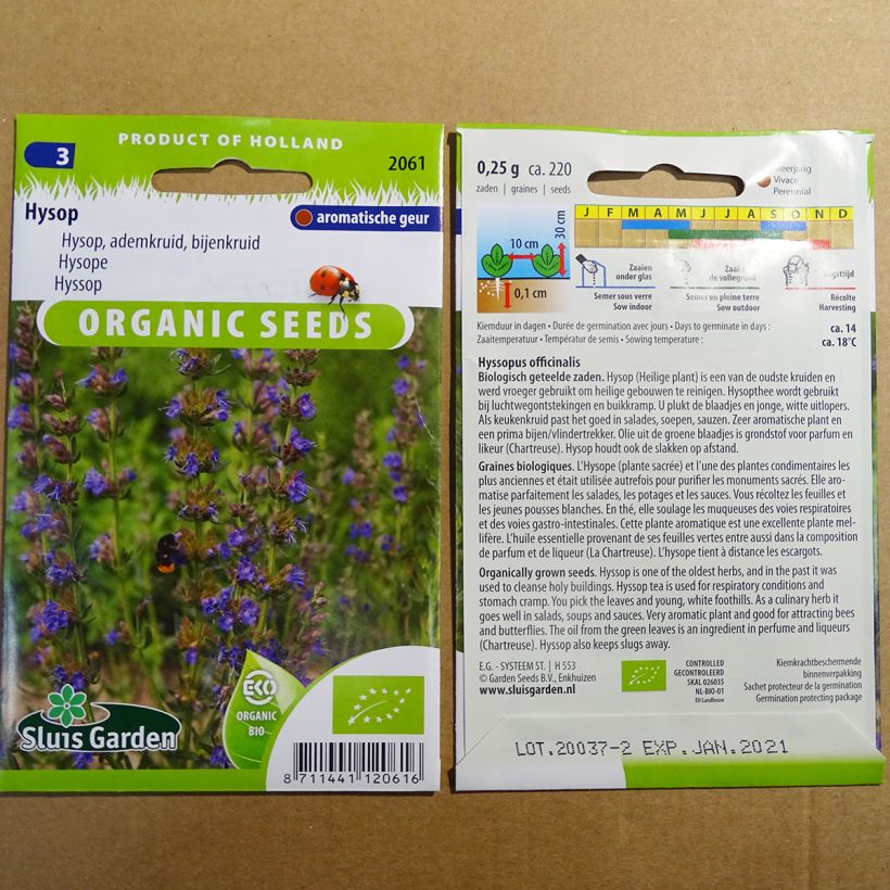 Beispiel eines Exemplars von Ysop Bio - Hyssopus officinalis die Tüte mit 220 Samen ungefähr (0.25g) wie geliefert