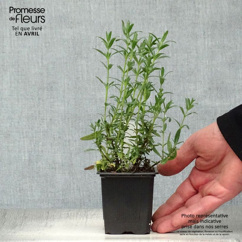 Example of Ysop - Hyssopus officinalis Kleine Töpfe von 8/9 cm as you get in printemps